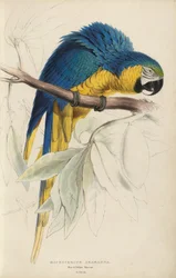 Illustrations of the Family of Psittacidae, or Parrots, Plate 8